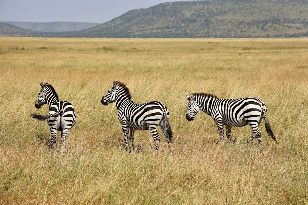 Day Trip To Ngorongoro Crater