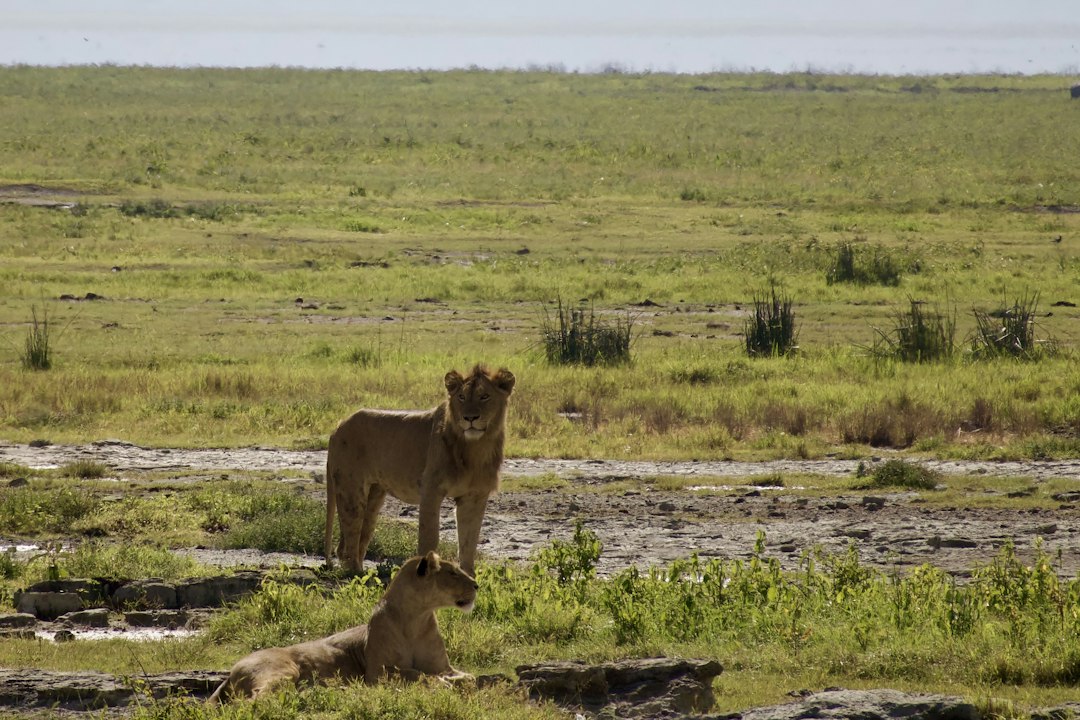 2 Days Serengeti Safari