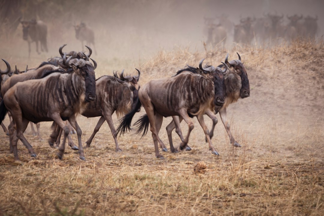 Tanzania 5 Day Safari