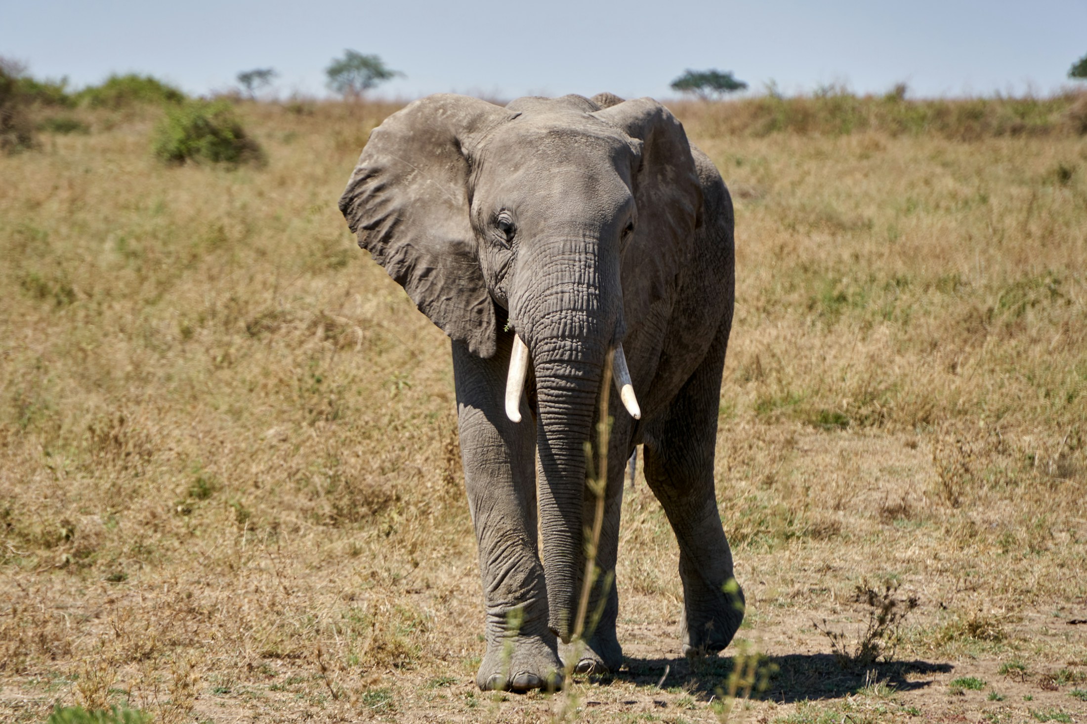 Safari in Tanzania