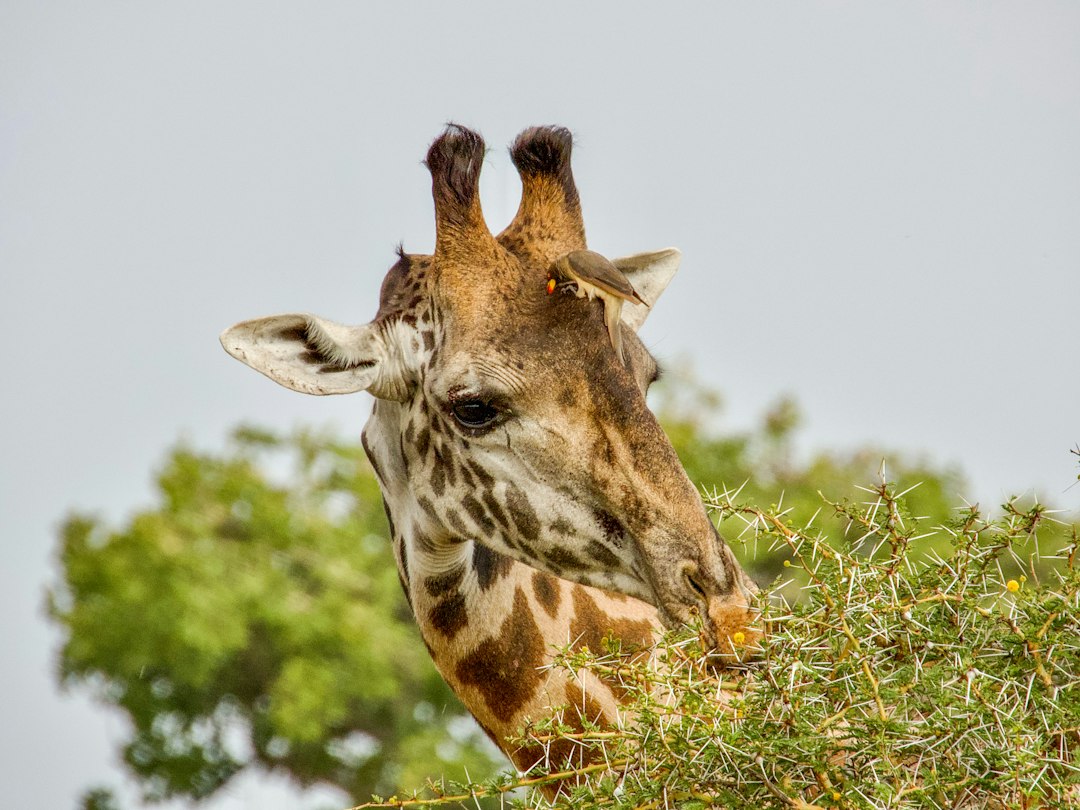 Day Trip To Tarangire National Park
