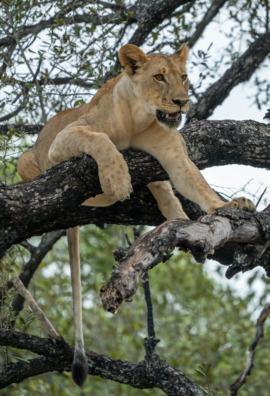 3 Day Tanzania Safari