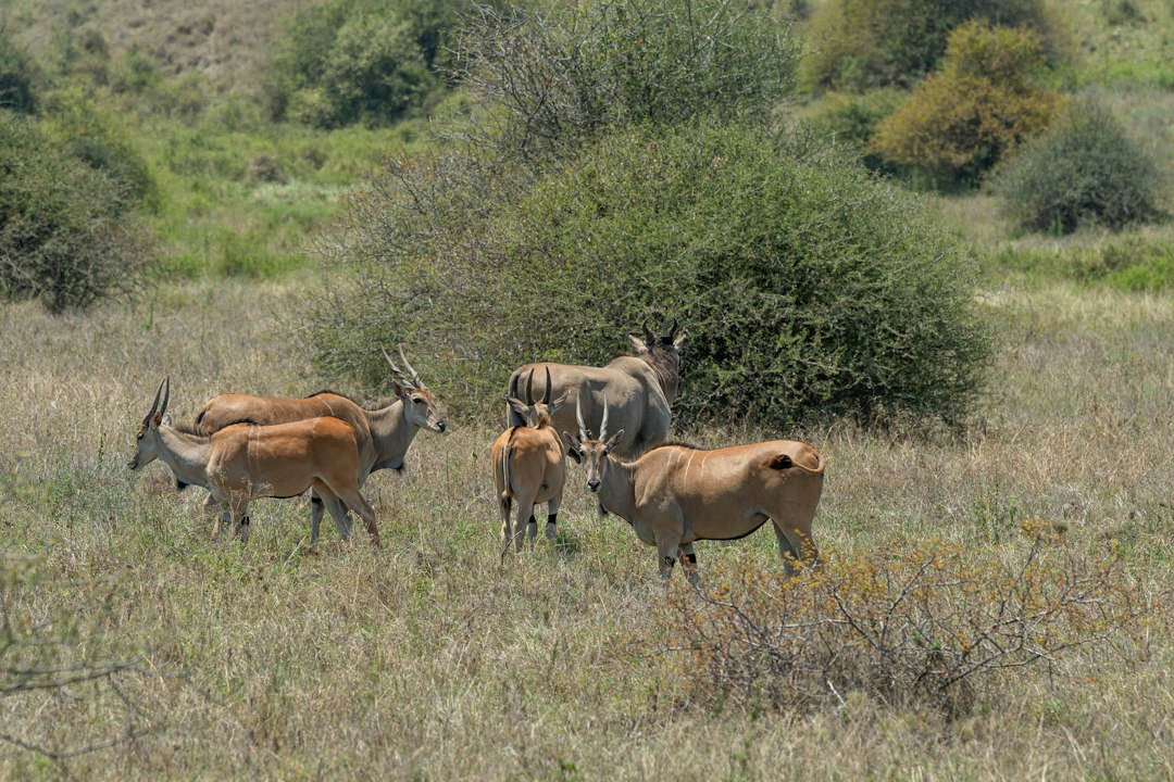 Big Five Tanzania Where To Find Them