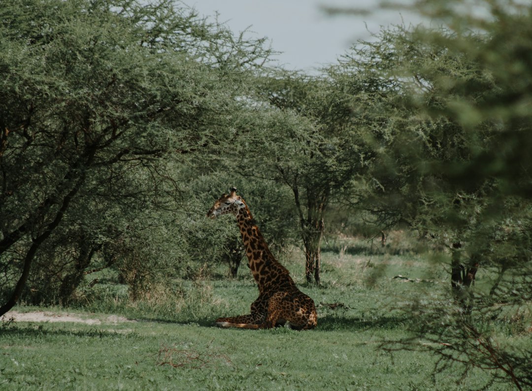 Day Trip To Lake Manyara National Park