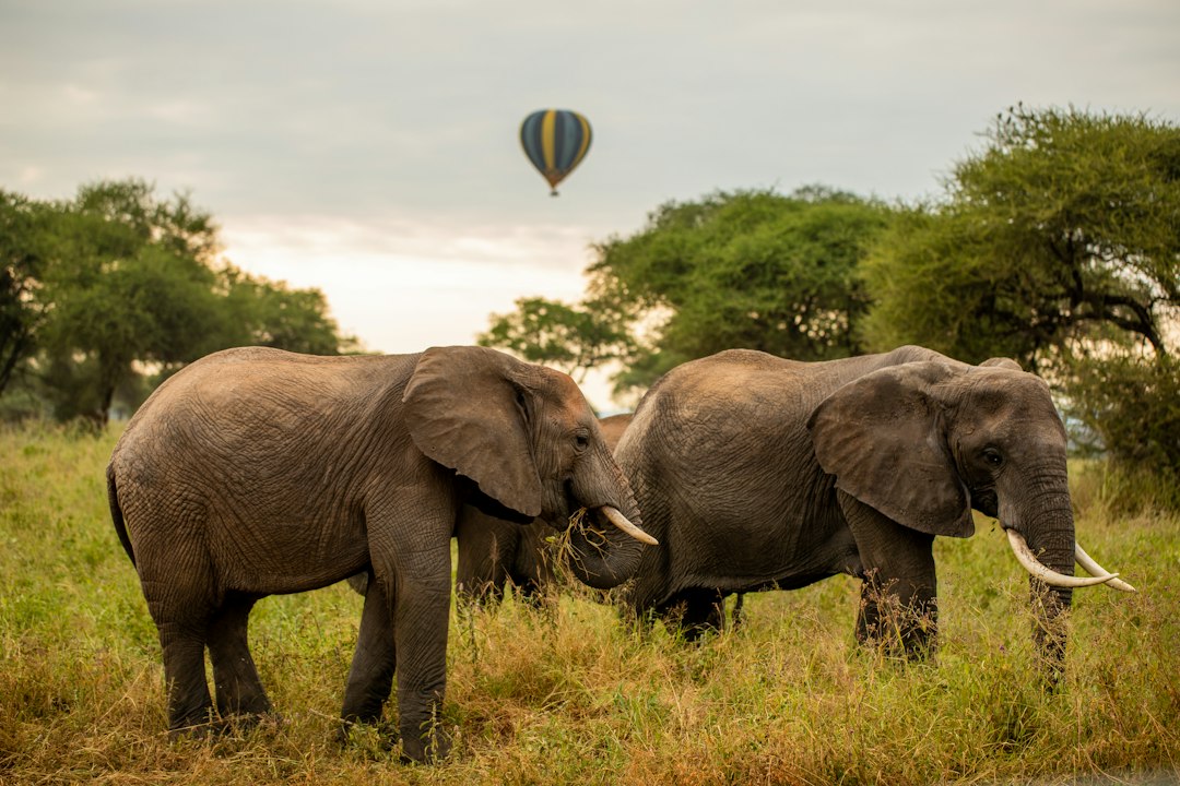 2 Day Tanzania Safari