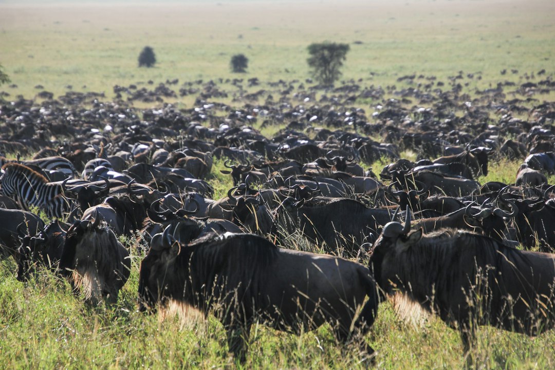 5 Days In Northern Tanzania