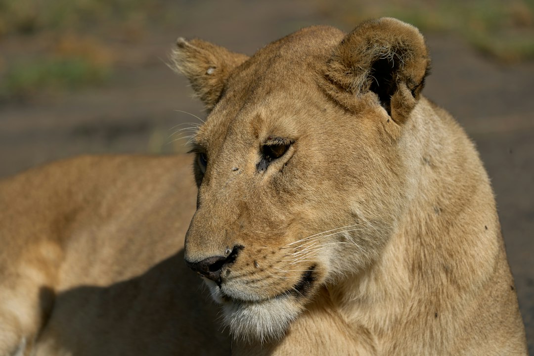 4 Days Tanzania Safari