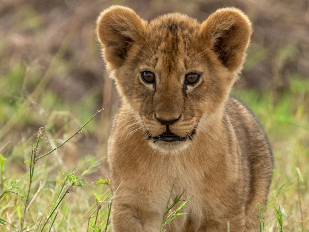 6 Days Tanzania Luxury Safari
