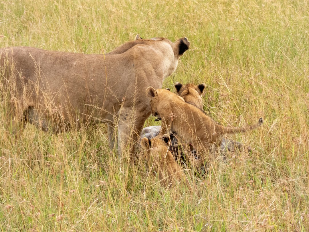 Wildlife Safaris