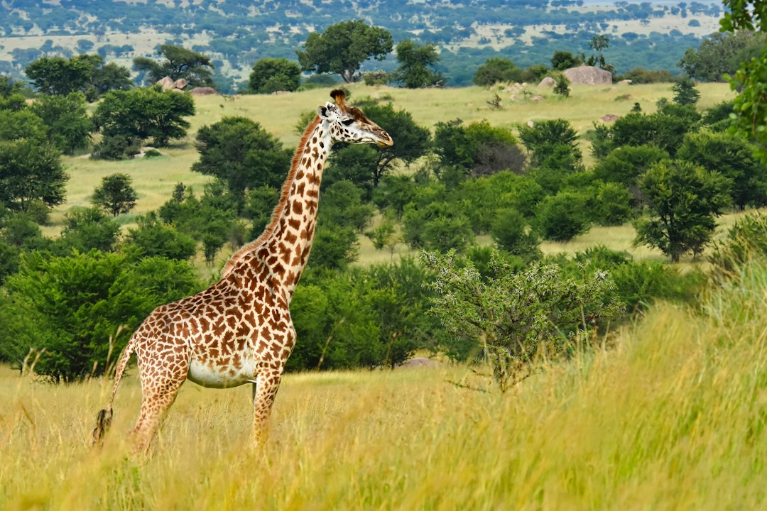 Arusha National Park Day Trip