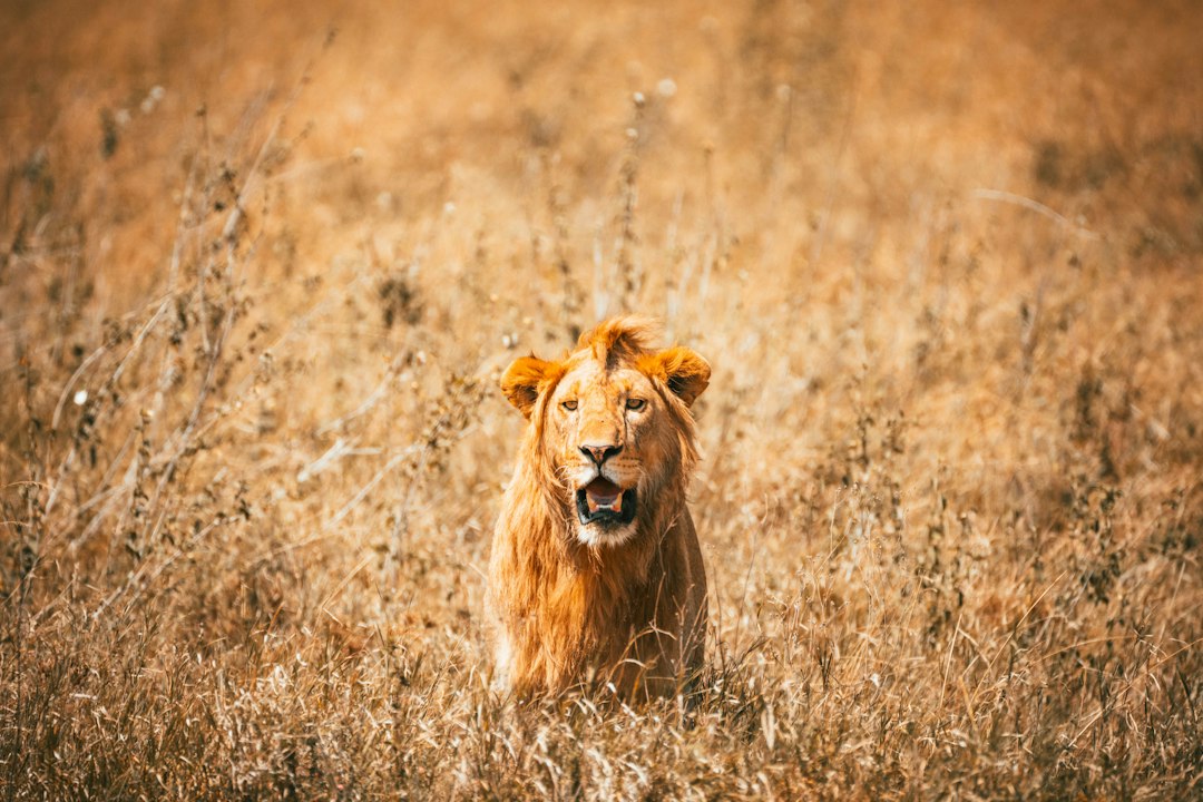 7 Days Tanzania Safari