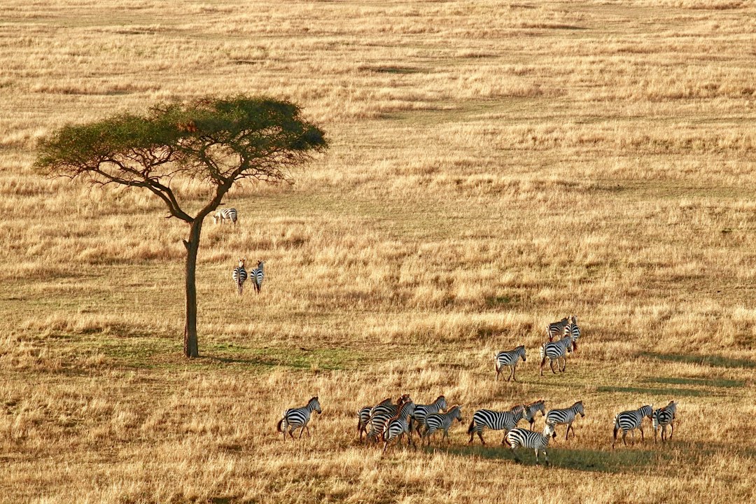 Day Trip To Mikumi National Park