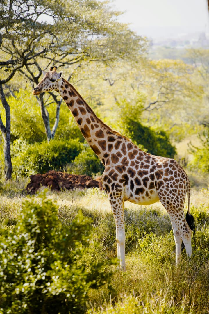Tarangire National Park Safaris