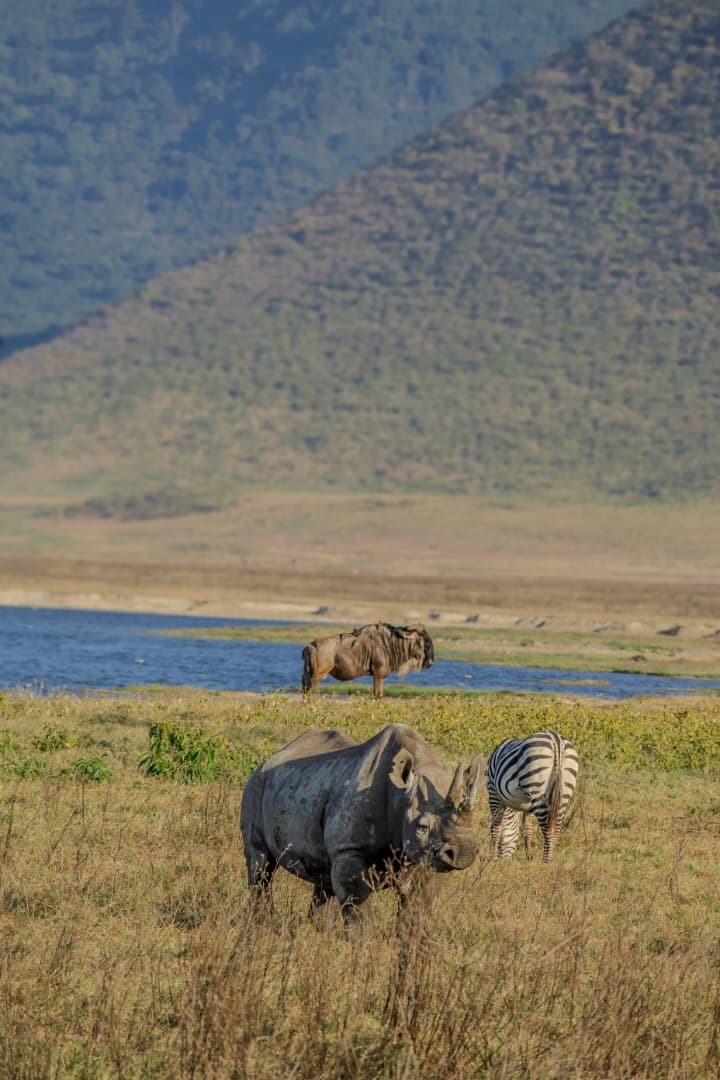 Ngorongoro Crater Safaris