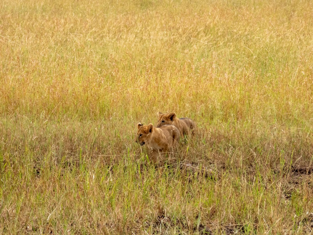 Luxury Tanzania Safari 7 Days