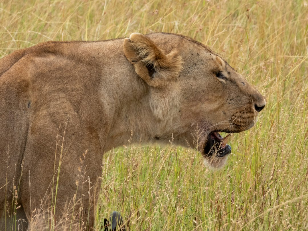 5 Days Tanzania Safari