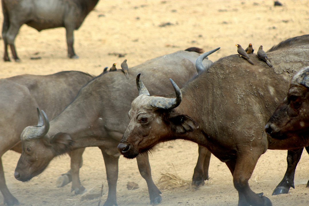 4 Days Gombe Safari