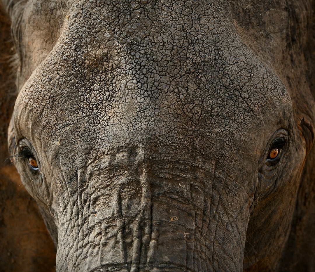 2 Day Mikumi National Park Safari